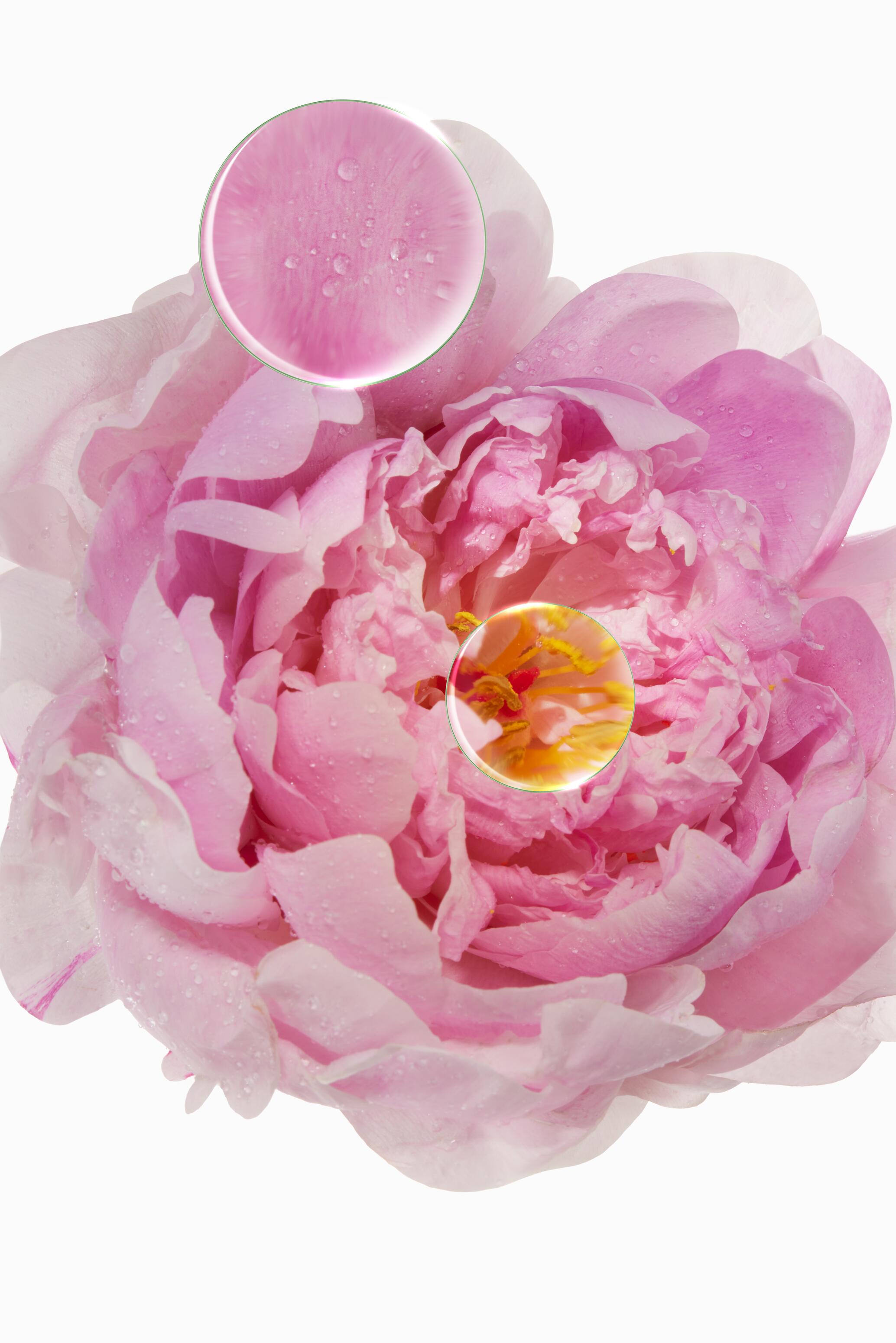 Pivoine plante